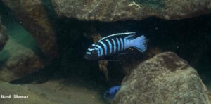 Cynotilapia zebroides 'Mitande Rocks'